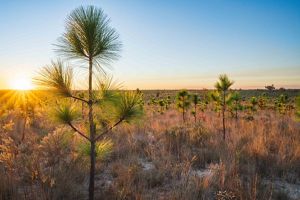 Pine Country Bringing Back Longleaf Pine Forests