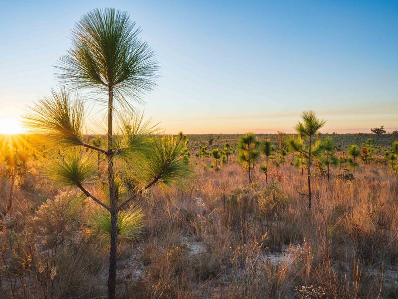 Young longleaf pine seedlings grow in a restoration area.