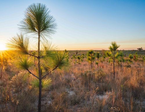 Young longleaf pine seedlings grow in a restoration area.