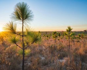 Young longleaf pine seedlings grow in a restoration area.