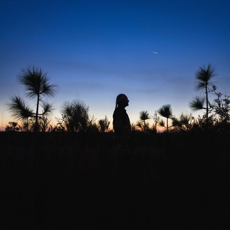 David Printiss stands in the middle of restored longleaf pine during the evening at Torreya State Park.