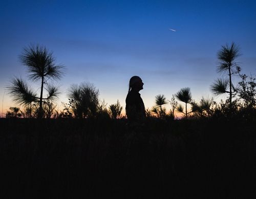 Hands reach up next to a longleaf pine stump
