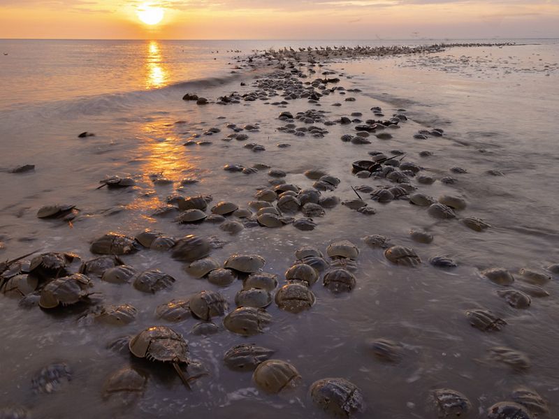 Several horseshoe crabs rest on the sand near the bay, as a sun sets in the background.