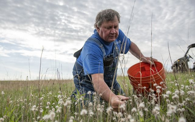 man in overalls kneels in field with orange bucket, reaches toward plants going to seed