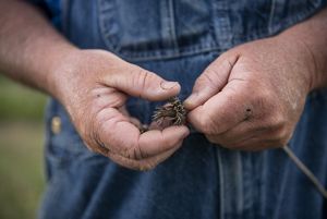 close up of hands covered in dirt, holding a spiky brown seed pod