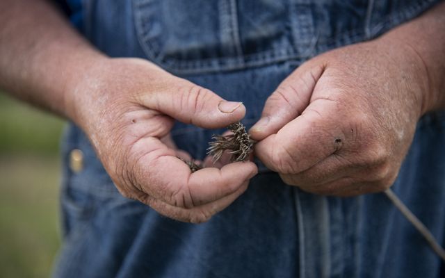 close up of hands covered in dirt, holding a spiky brown seed pod