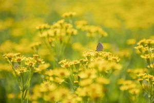 close up of a brown and gray butterfly perched on a small yellow flower in a field of yellow flowers