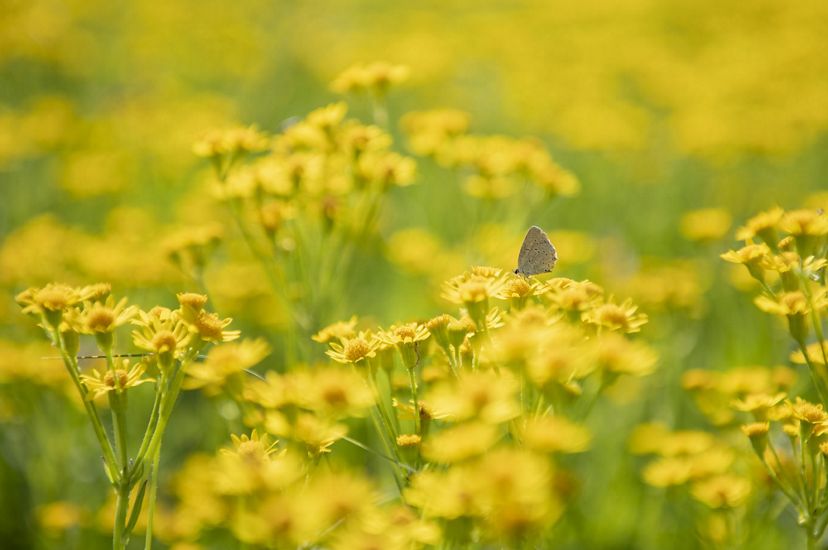 close up of a brown and gray butterfly perched on a small yellow flower in a field of yellow flowers