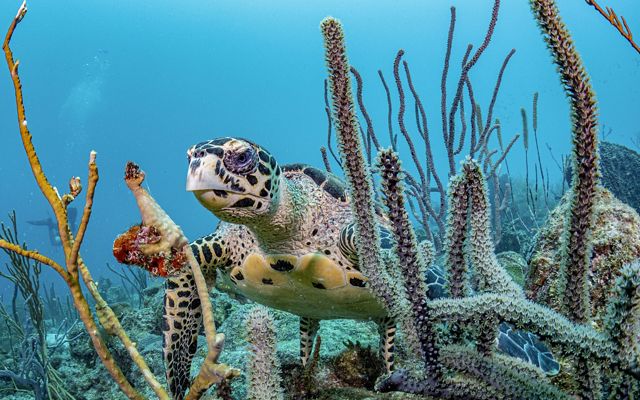 A sea turtle swims through a coral reef.