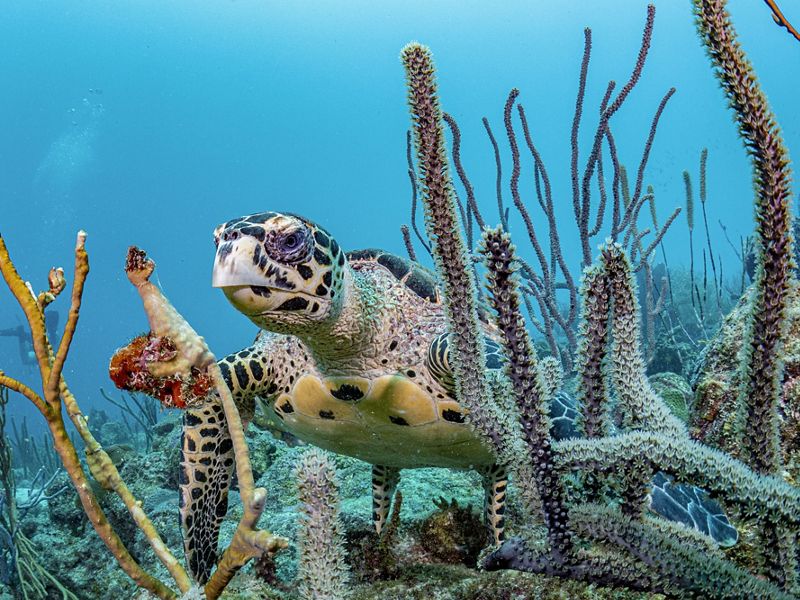 An underwater view of a sea turtle among coral.