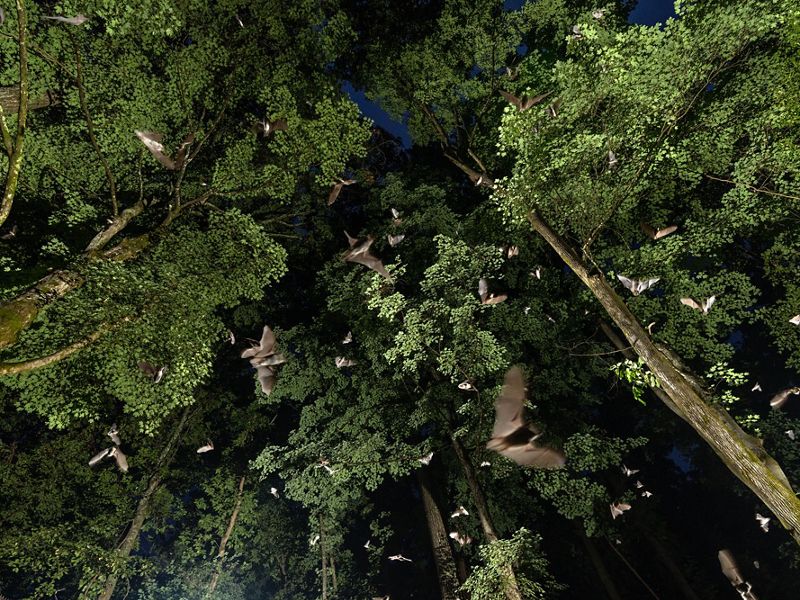 bats flying through a tree canopy at night, illuminated by a bright light.