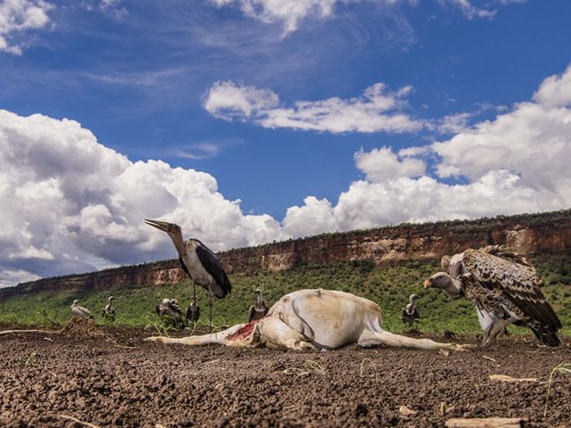 Several vultures and other scavenger birds stand around a carcass in a landscape; tall cliffs stand behind them.