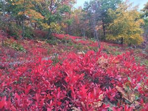 Low shrubs with brilliant red leaves dominate the foreground, obscuring the view of a narrow foot path that curves behind them into the woods.