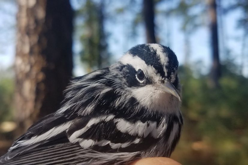 A small black and white striped bird with a white throat is held by a person prior to be banded as part of a scientific study.