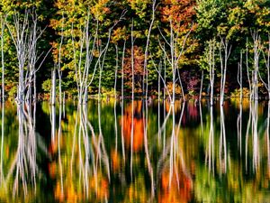Fall foliage is reflected in a calm lake. 