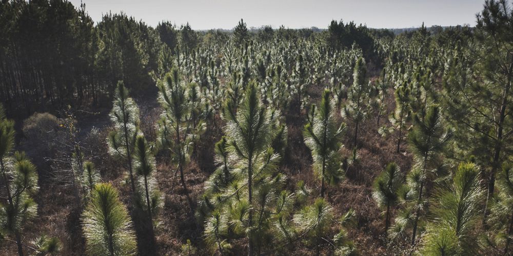 Grove of young longleaf plantings.