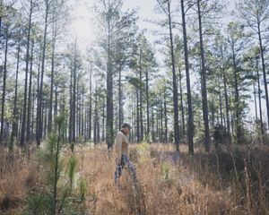 Man in a tan jacket walks through a grove of young and mature loblolly and longleaf pine trees.