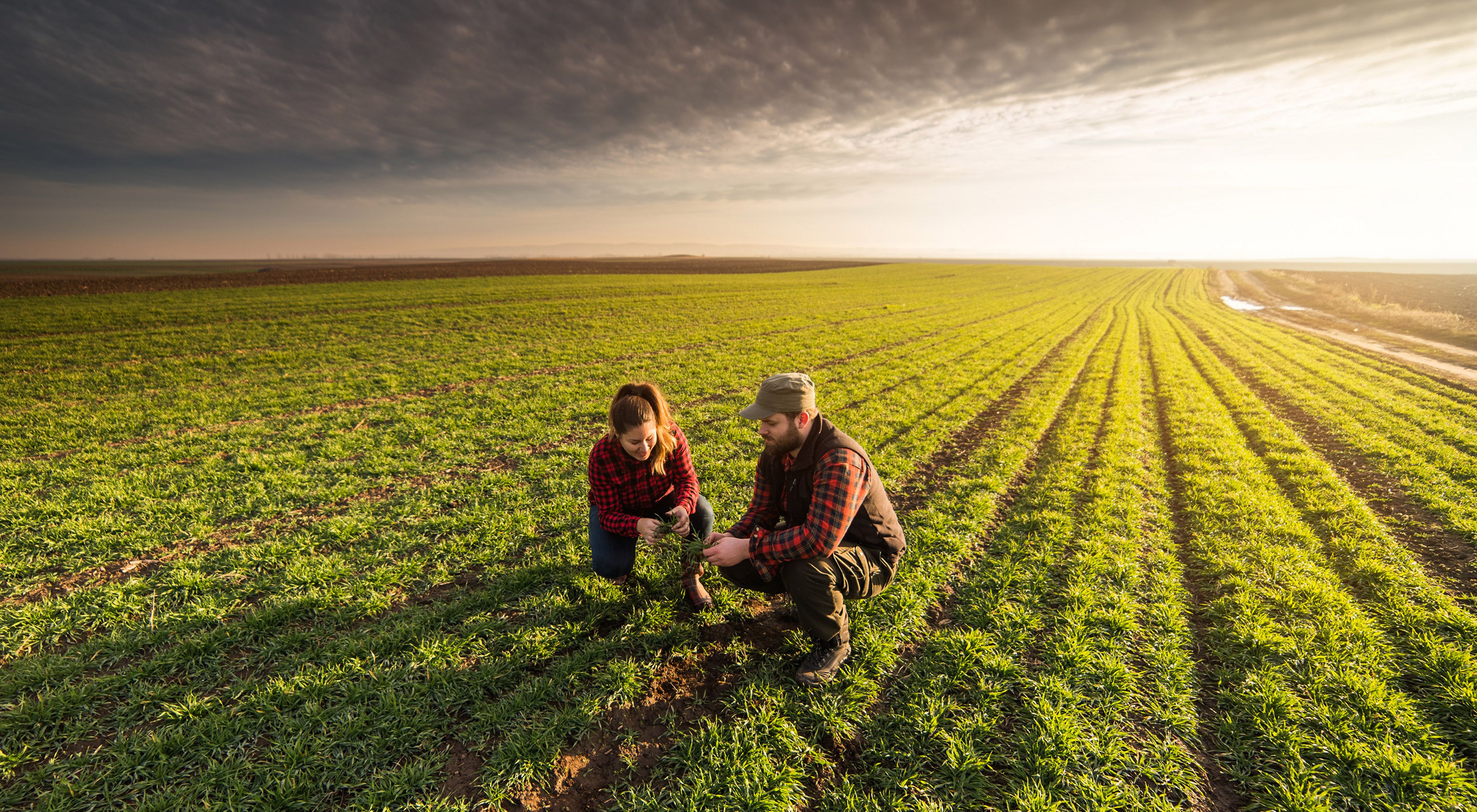 A man and a woman crouch in an agricultural field at sunrise, looking at the soil.
