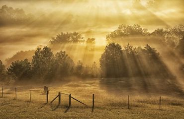 A donkey grazes on a farm bathed in misty sunlight in Townsend, Tennessee.