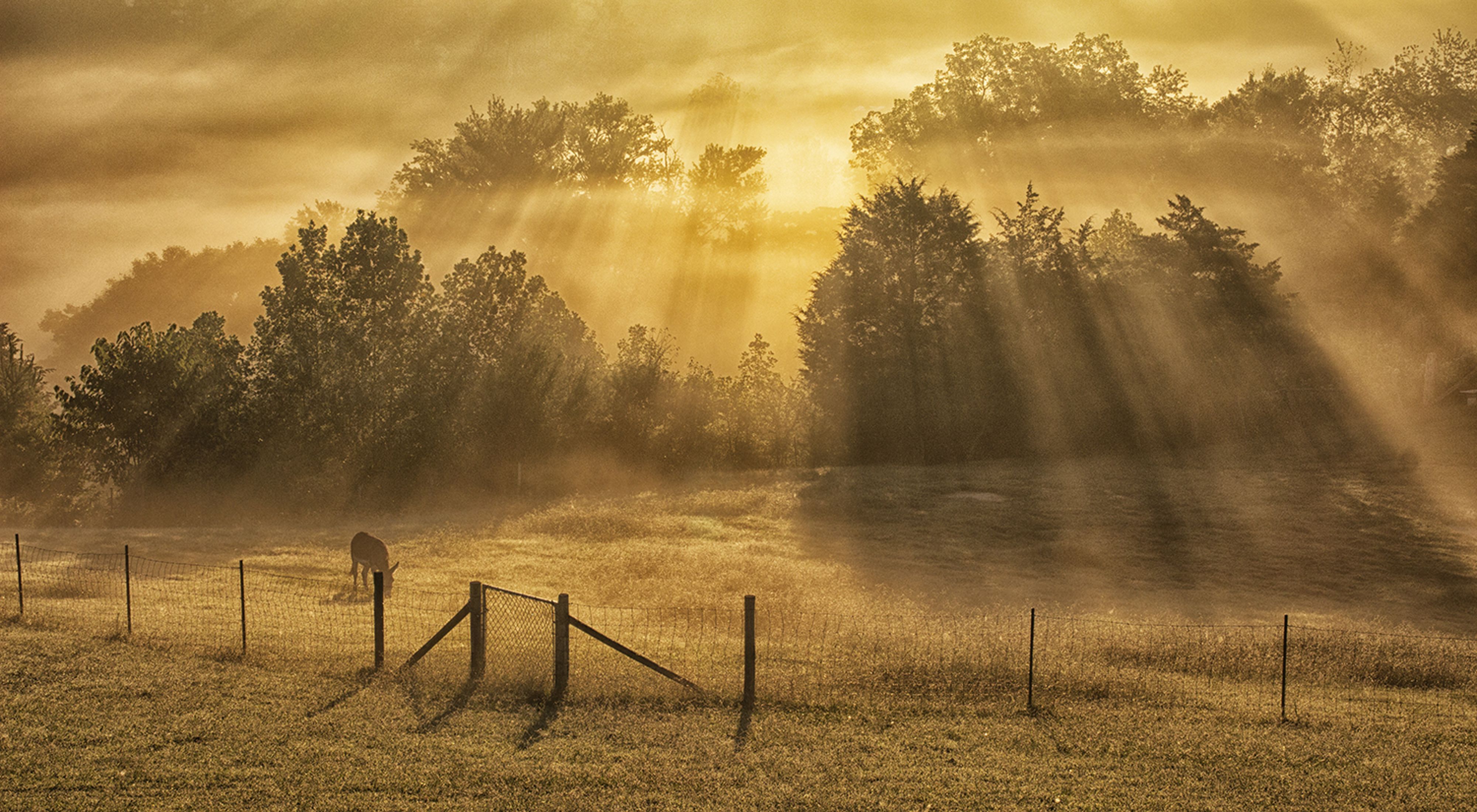 Photo of a pasture and trees in golden mist at a Tennessee farm.