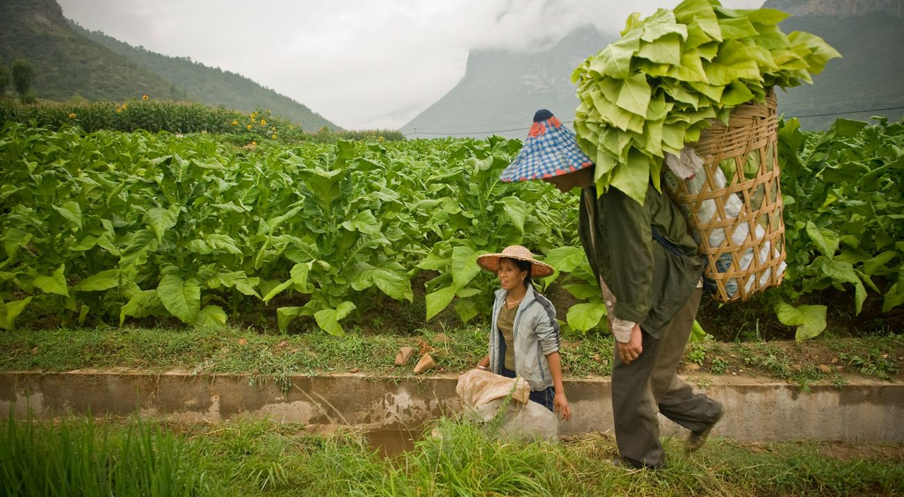 Two farmers walking in the field.