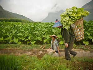 carries a basket made of bamboo which is used to harvest produce and carry it to market in Yunnan Province, China.