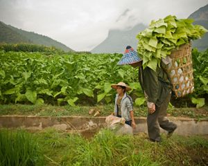 carries a basket made of bamboo which is used to harvest produce and carry it to market in Yunnan Province, China.