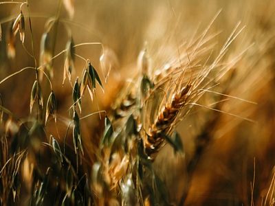 close up of grain plants.