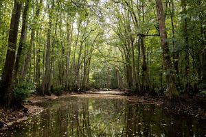 River surrounded by trees.