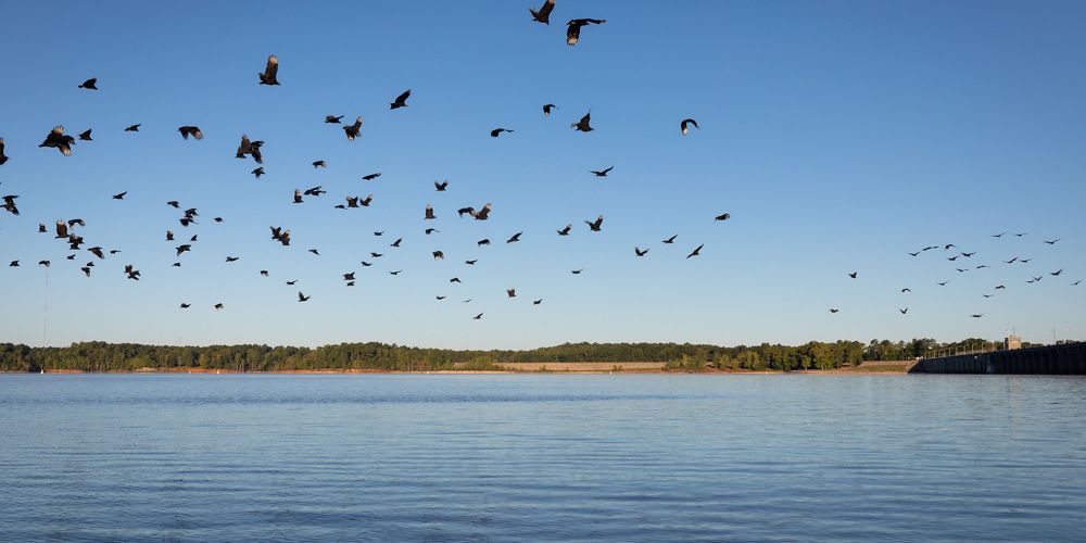 River with many birds flying over it with trees in the background.