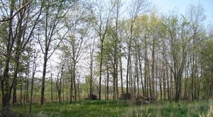 Fawn River Fen