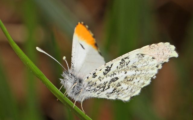 A close-up of a white butterfly with a fuzzy light gray body, white wings with gray mottling and orange tip.