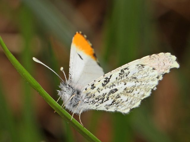 A close-up of a white butterfly with a fuzzy light gray body, white wings with gray mottling and orange tip.