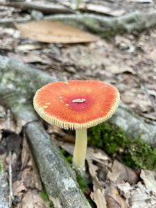 An orange mushroom emerges from a leafy forest floor.