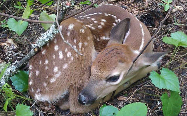 A white-tailed deer fawn curled up on the forest floor. 