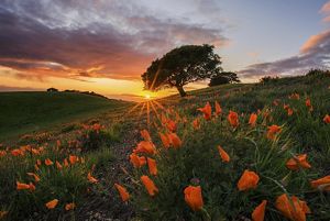  Landscape view of a field of orange California poppies growing along a hillside, with a couple of trees in the background and the sun setting in the distance.