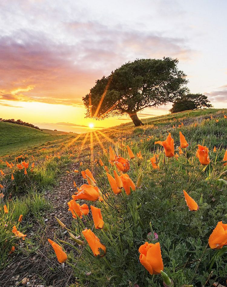 Poppies on a field with an Oak in the background.