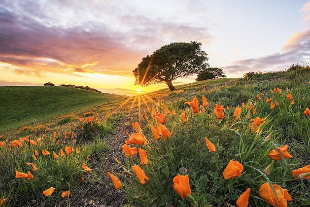 A green hill is covered with blooming orange poppies. The rays of the setting sun shine between the horizon and a tree in the background.