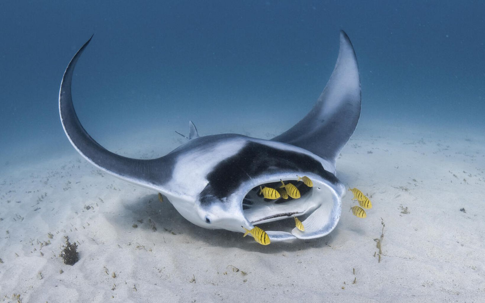 A manta ray feeds along the sandy bottoms.