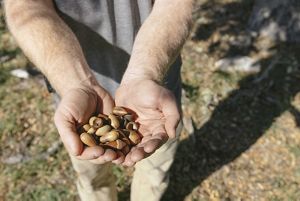 A person holds acorns with both hands.