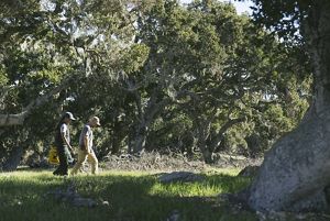 Two people walking through oak trees with speckled sunlight.