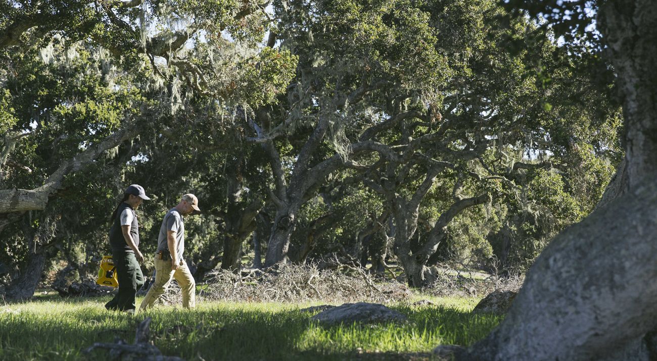 Two people walking through a grassy area surrounded by trees.