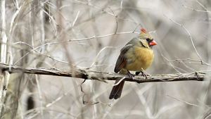 Small red best sale bird new jersey