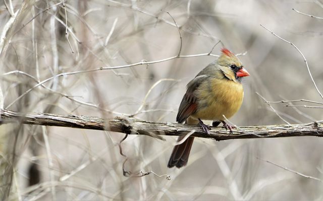 A tan female cardinal is resting on a branch.