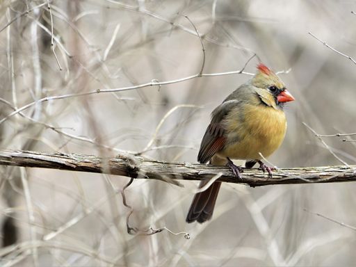 Cardinal Hawk Bird Species: Cardinal, Warbler, Hawk, Sparrow | TNC