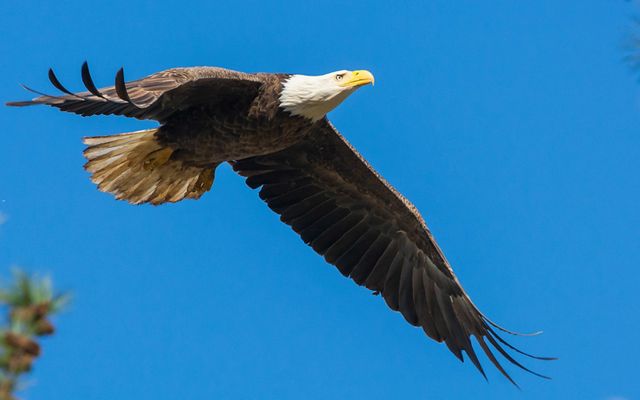 A bald eagle with black colored feathers on its body and white colored feathers on its head, with a yellow beak, soars against a blue sky background.