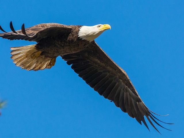 A female bald eagle soars through the sky.