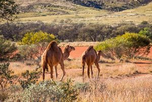 Martu rangers are monitoring the health of waterholes on country, in western Australia.