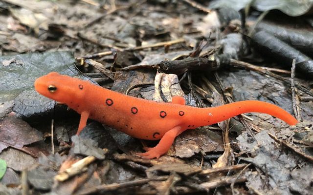 A red eft, a small bright orange salamander with small black spots walks across a forest floor.