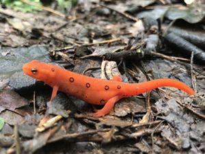 A close-up of a bright orange-red amphibian, with red spots outlined in black, on a bed of dry brown leaves.